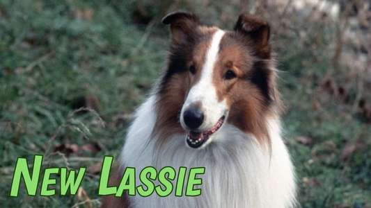 The New Lassie - Backdrop