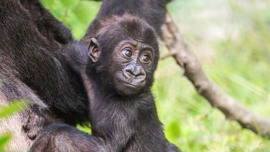Baby Gorilla Cam - Backdrop