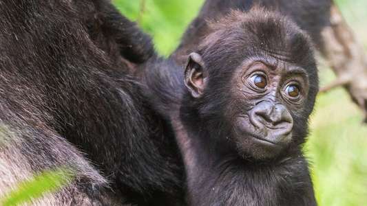 Baby Gorilla Cam - Backdrop