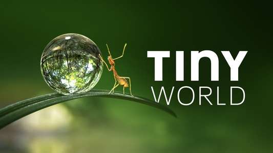 Tiny World - Backdrops
