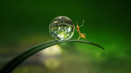 Tiny World - Backdrops