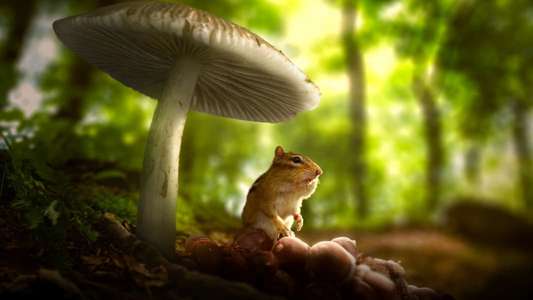Tiny World - Backdrops