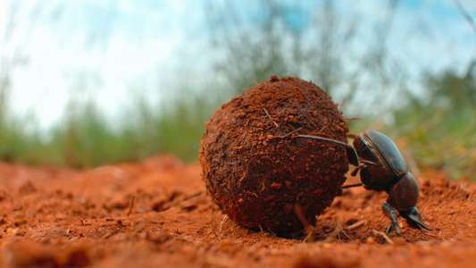 Tiny World - Backdrops