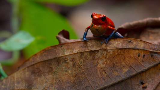 Tiny World - Backdrops