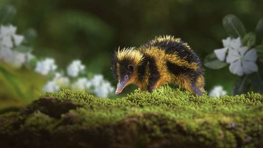 Tiny World - Backdrops