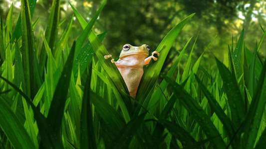 Tiny World - Backdrops