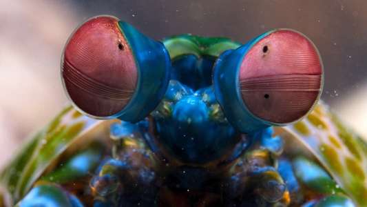 Tiny World - Backdrops