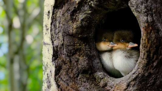 Tiny World - Backdrops