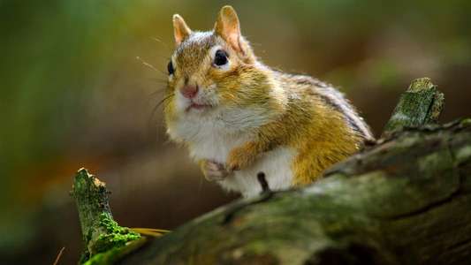 Tiny World - Backdrops