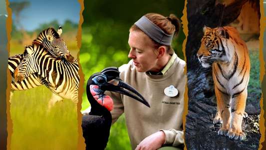 Magic of the Animal Kingdom - Backdrops