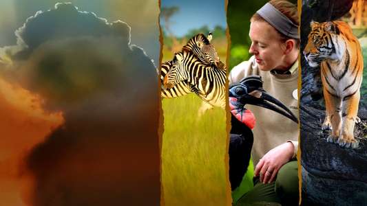 Magic of the Animal Kingdom - Backdrops