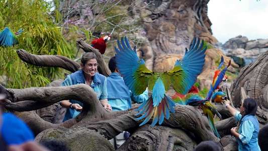 Magic of the Animal Kingdom - Backdrops