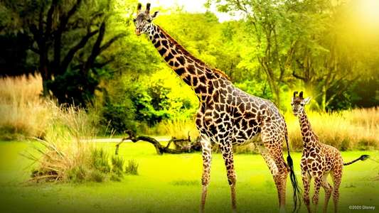 Magic of the Animal Kingdom - Backdrops