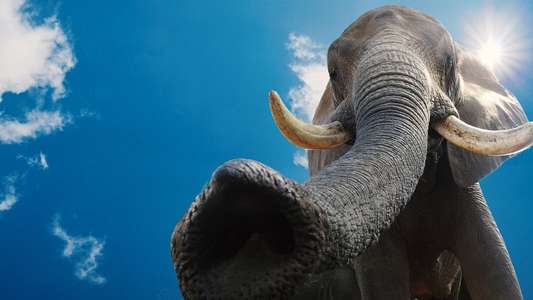 Magic of the Animal Kingdom - Backdrops