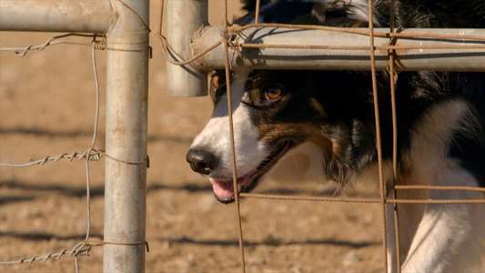 It's A Dog's Life - Backdrops