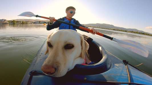 It's A Dog's Life - Backdrops