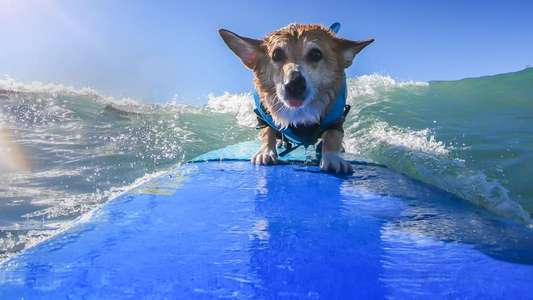 It's A Dog's Life - Backdrops