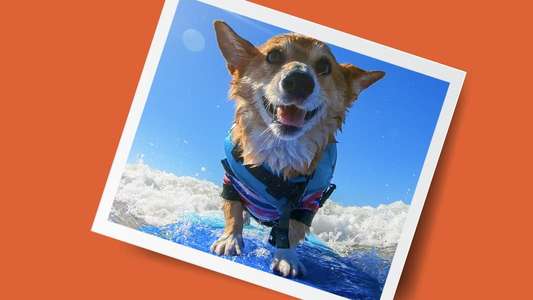 It's A Dog's Life - Backdrops