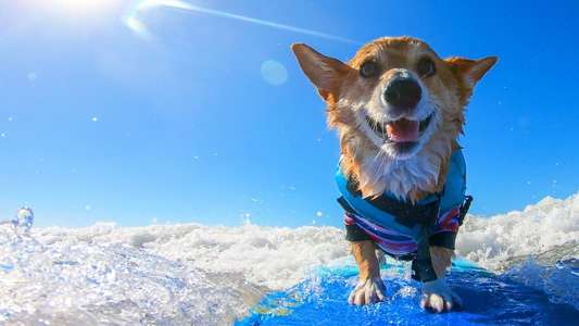 It's A Dog's Life - Backdrops