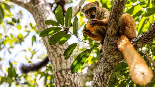 Primates - Backdrops
