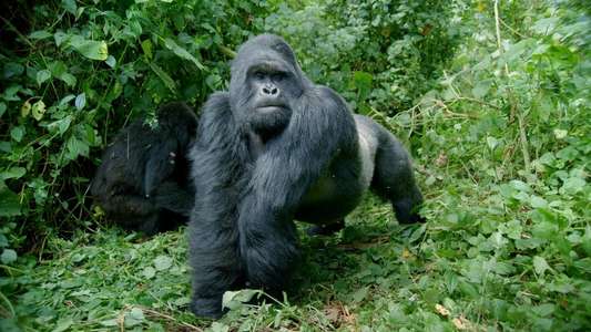 Primates - Backdrops