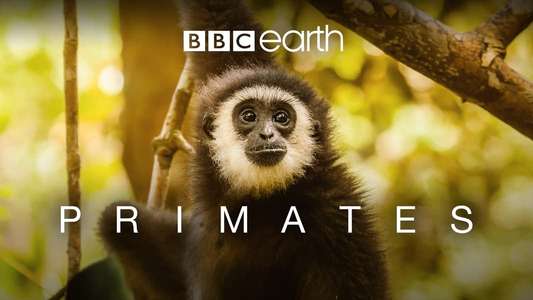 Primates - Backdrops