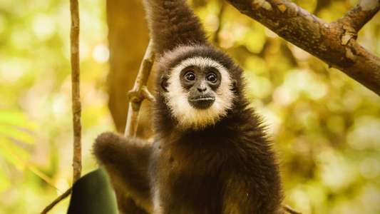 Primates - Backdrops