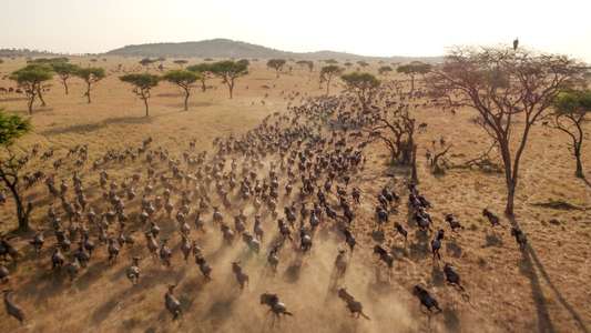 Serengeti - Backdrops