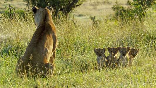 Serengeti - Backdrops