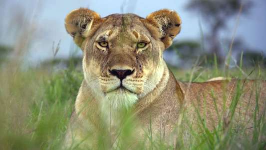 Serengeti - Backdrops