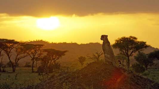 Serengeti - Backdrops