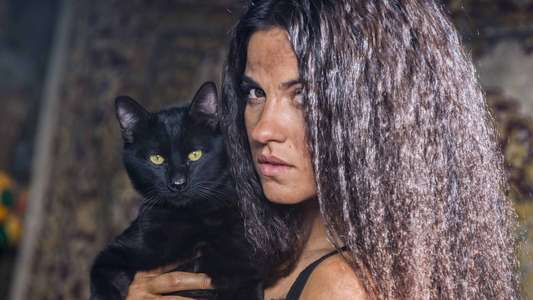 The Stray Cat - Backdrop