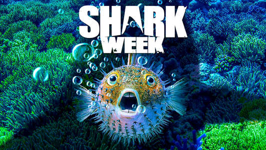 Shark Week - Backdrops
