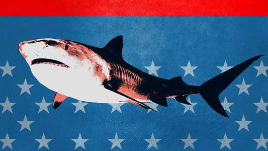 Shark Week - Backdrops