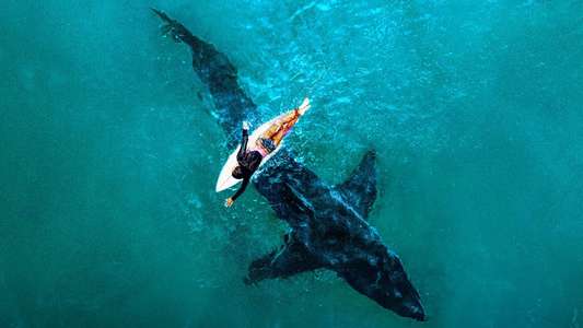 Shark Week - Backdrops