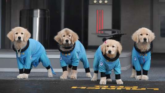 Pup Academy - Backdrops