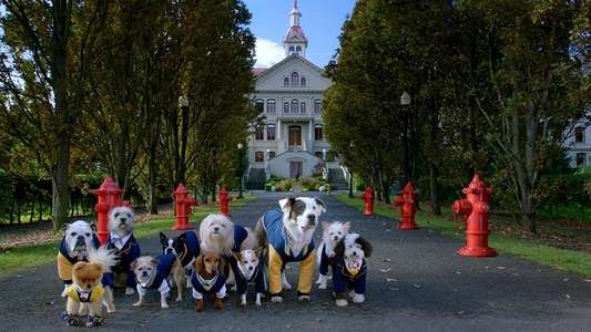 Pup Academy - Backdrops