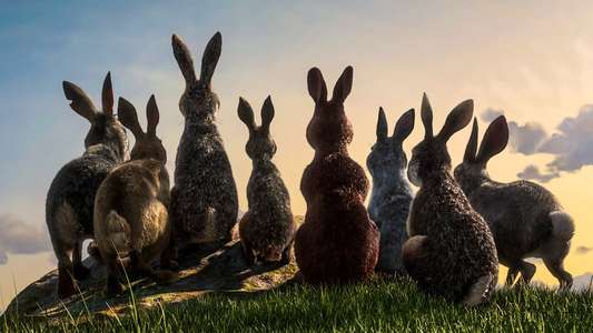 Watership Down - Backdrops