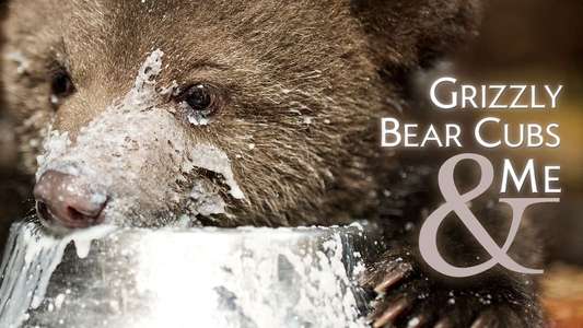 Grizzly Bear Cubs and Me - Backdrops