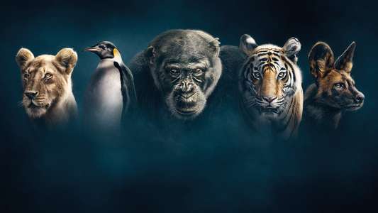 Dynasties - Backdrops