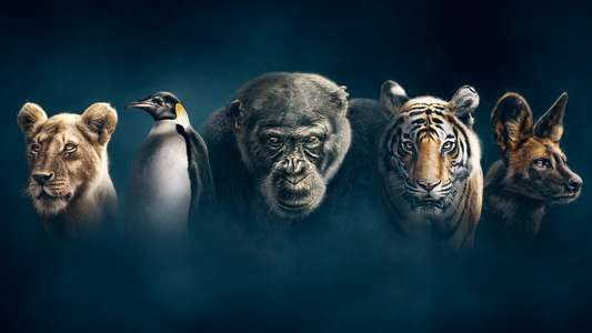 Dynasties - Backdrops
