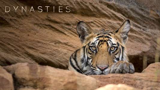 Dynasties - Backdrops
