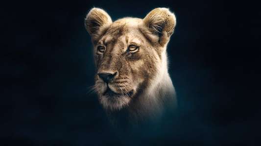 Dynasties - Backdrops