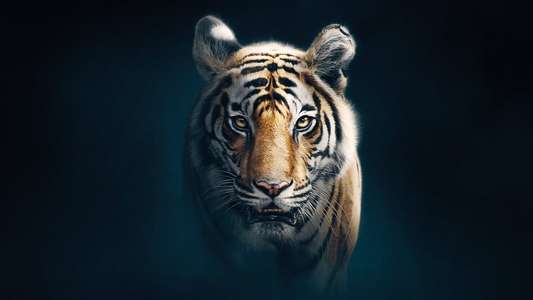 Dynasties - Backdrops