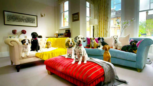 10 Puppies and Us - Backdrop