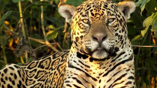 Wild Brazil - Backdrop