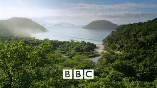 Wild Brazil - Backdrop