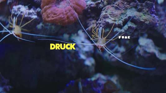Druck - Backdrop
