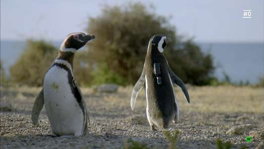 Animals with Cameras - Backdrop