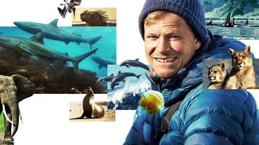 Animals Up Close with Bertie Gregory - Backdrops